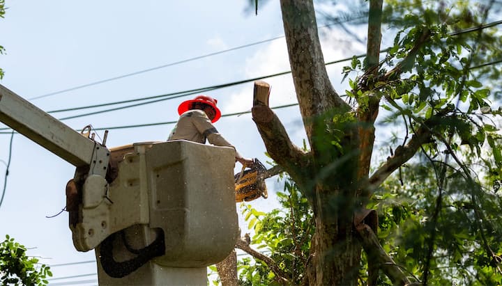 Tree care and maintenance services in Corvallis