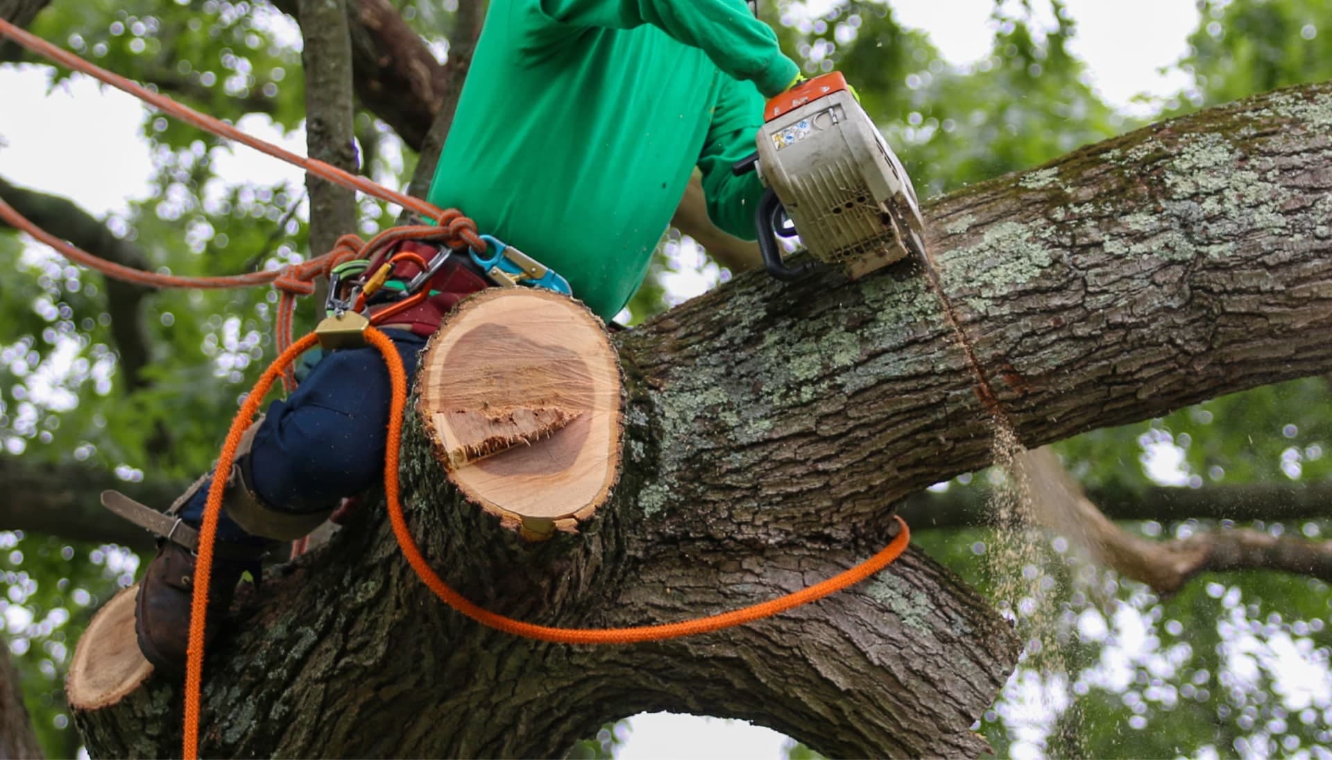 Shed your worries away with best tree removal in Corvallis