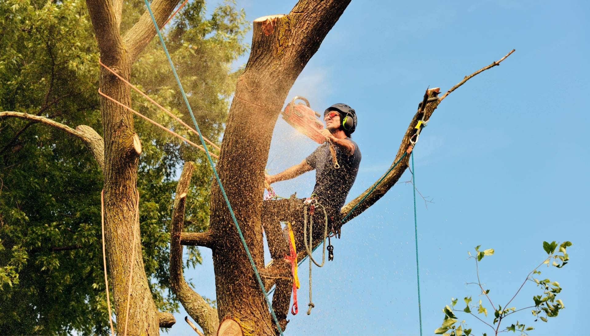 Get rid of tree problems with the expert tree removal contractors in Corvallis