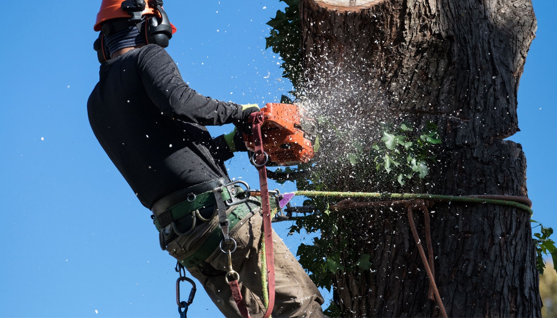 Professional Tree removal solutions in Corvallis