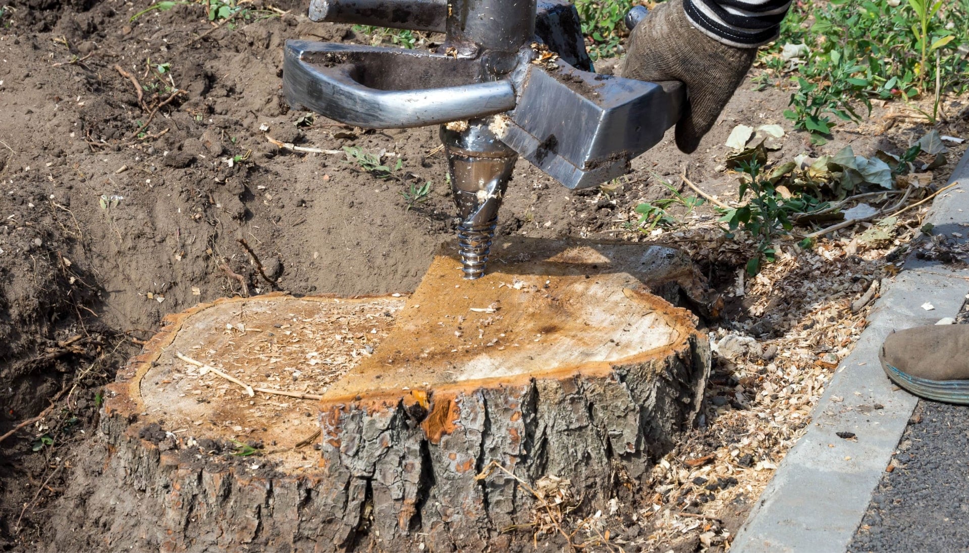 Corvallis Tree stump removal